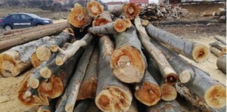 „România Normală” – Cum a fost schimbat prin È™antaj directorul DirecÈ›iei Silvice Sălaj