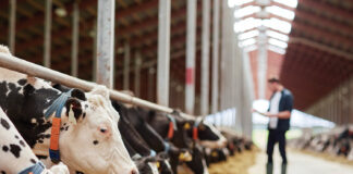 Undă verde la credite bancare pentru crescătorii de animale