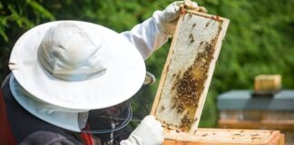 Apicultorii primesc bani de la stat