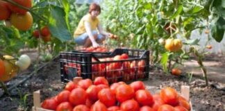 S-au virat banii pentru programul Tomata