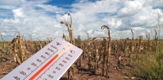 Canicula amână lucrările agricole ale fermierilor