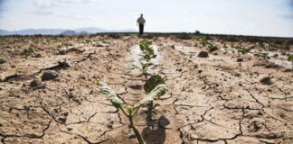 Fermierii primesc bani pentru pagubele produse de secetă