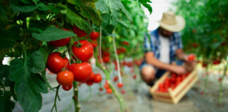 Programul Tomata continuă
