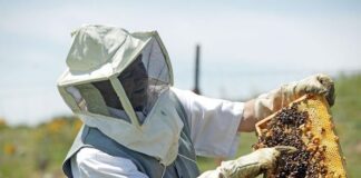 Apicultorii depun cererile de plată la APIA