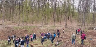 Acțiune de reîmpădurire la Cehu Silvaniei cu sute de voluntari