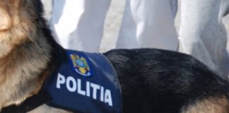 Un câine al IPJ Sălaj va putea detecta droguri