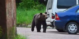 Urșii se plimbă din nou prin Cluj