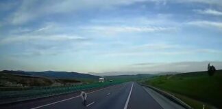 O vacă s-a plimbat liniștită pe Autostrada Transilvania A3