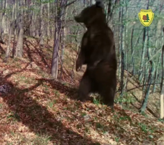 baloo-de-hunedoara