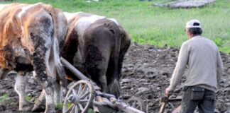 Mai mulți bani pentru agricultorii pensionari