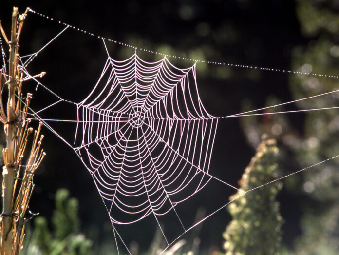 spider-web