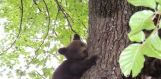 Un pui de urs s-a urcat în copacul unei gospodării. Au intervenit jandarmii