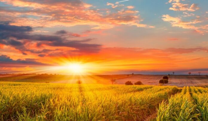 Sunrise,Over,The,Corn,Field