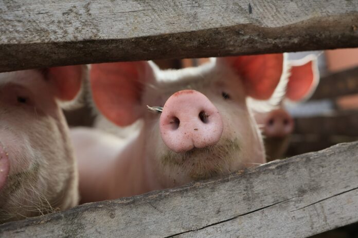 Three,Pigs,Are,In,A,Pen,With,A,Wooden,Fence.