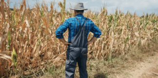 Risc de secetă severă în Sălaj. Fermierii se plâng că nu vor avea ce să culeagă în toamnă