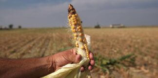 Fermierii afectați de secetă vor fi despăgubiți