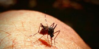 Atenție la țânțari! Singurul pacient cu West Nile din țară e sălăjean