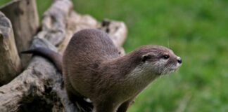 O vidră curioasă a ajuns într-un salon de coafură (VIDEO)