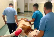 Premieră națională la Clinica Ecvină a Facultății de Medicină Veterinară din Cluj-Napoca: Picioruș, un vițel născut cu trei picioare, va primi o proteză specială fabricată în India